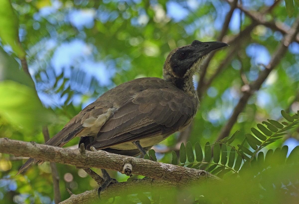 Helmeted Friarbird (Tenggara) - ML526859121