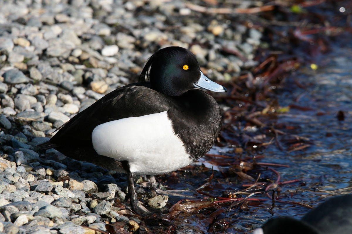 Tufted Duck - ML526861411