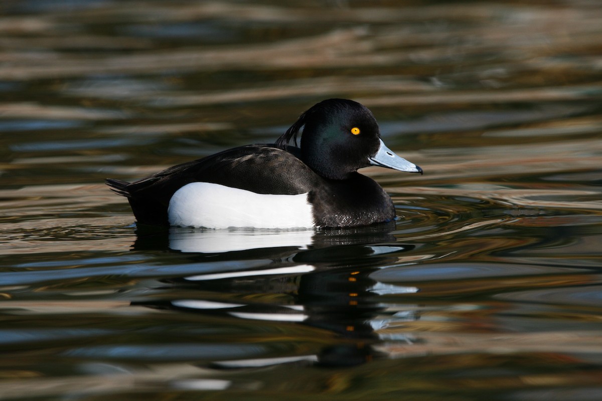 Tufted Duck - ML526861611