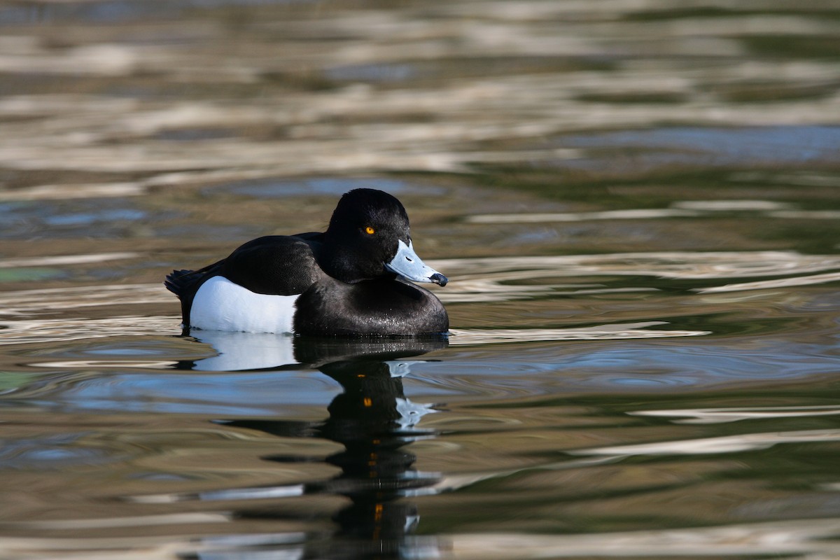 Tufted Duck - ML526861741