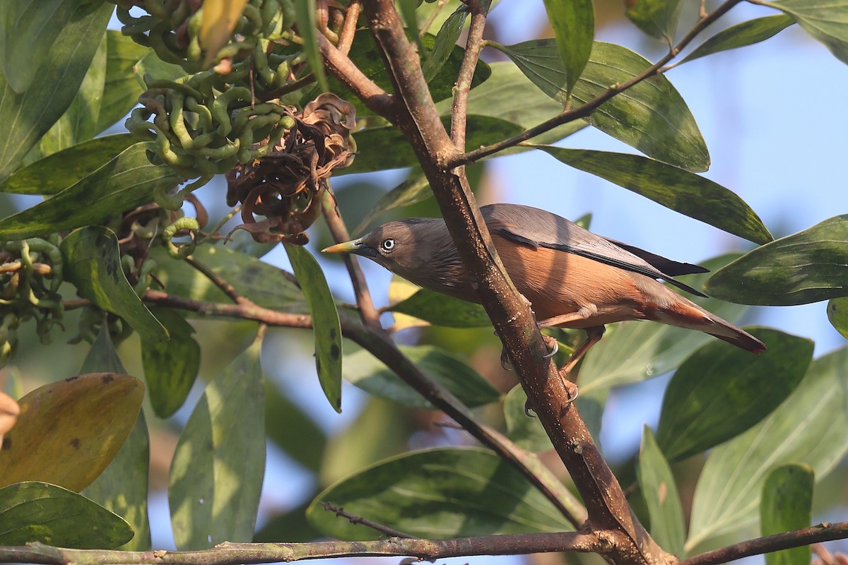 Chestnut-tailed Starling - ML526865491