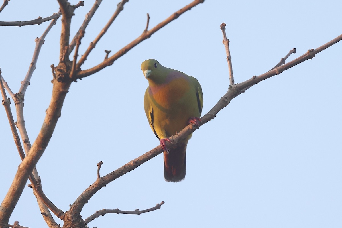 Orange-breasted Green-Pigeon - ML526866021