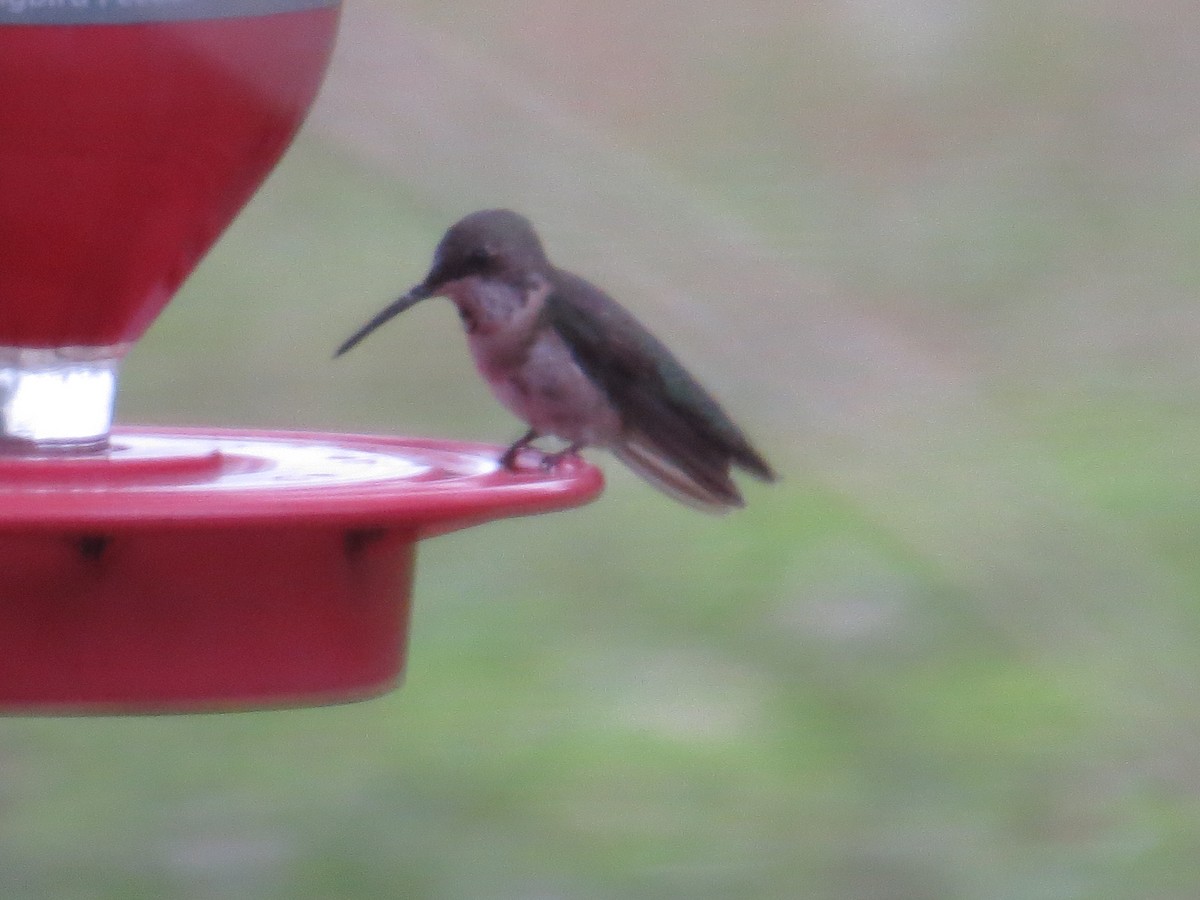 Rufous Hummingbird - ML526867441
