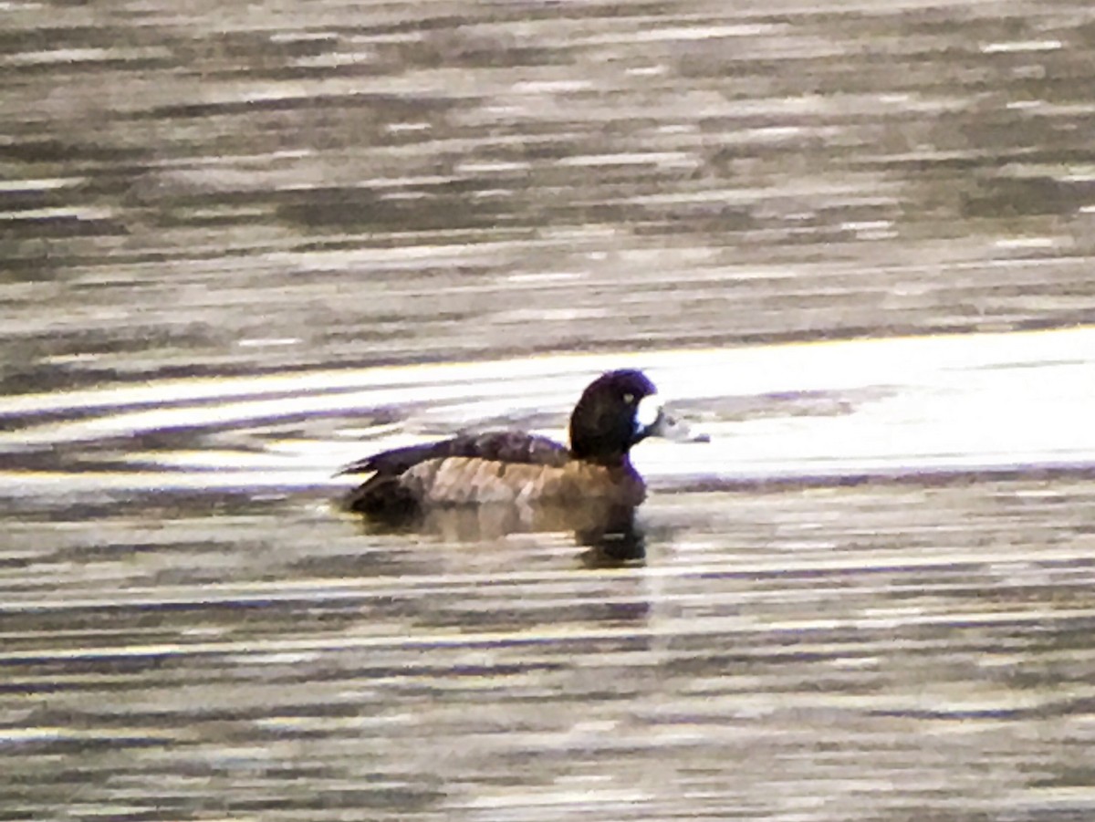Greater Scaup - Frank Dickman