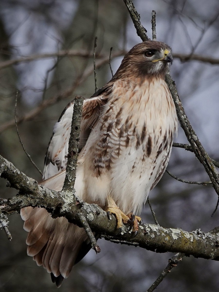 Red-tailed Hawk - ML526875101