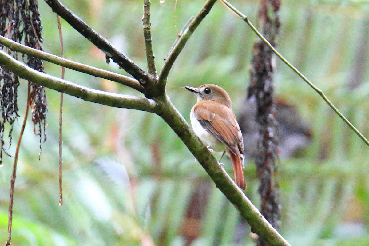 Chestnut-tailed Jungle Flycatcher - ML526879331
