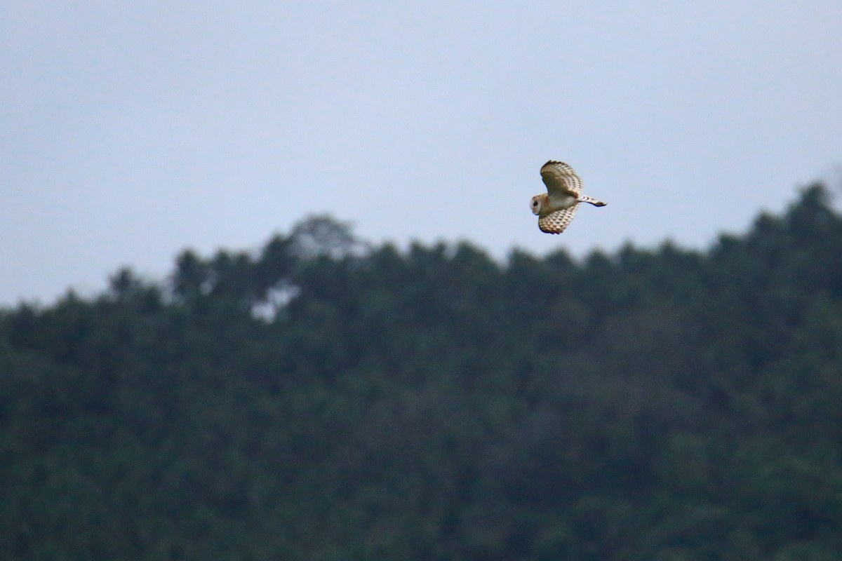 Australasian Grass-Owl - Yung-Kuan Lee
