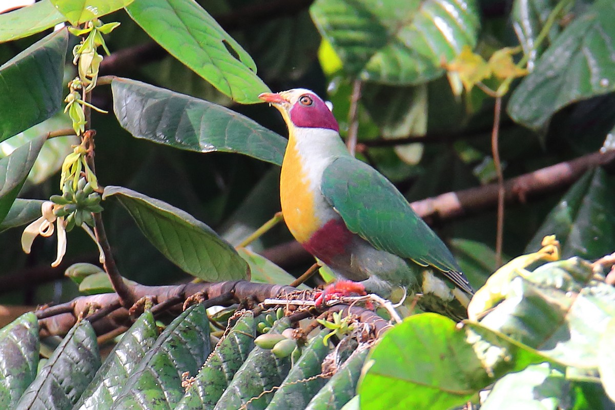 Yellow-breasted Fruit-Dove - ML526879881