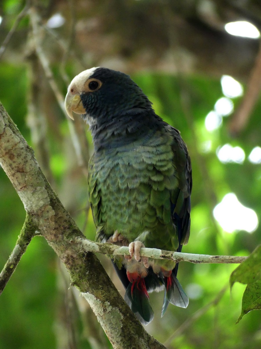 White-crowned Parrot - ML526885291