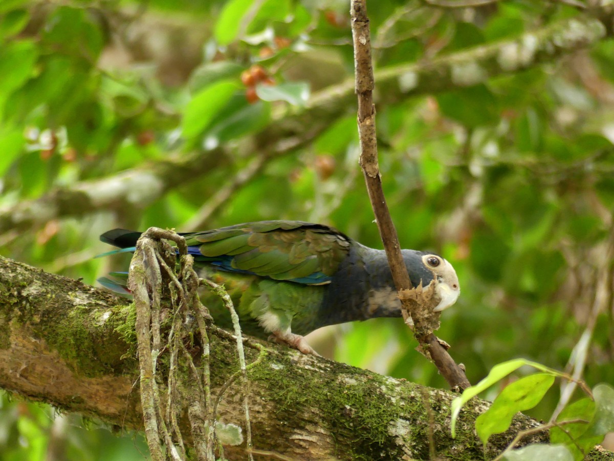 White-crowned Parrot - ML526885301