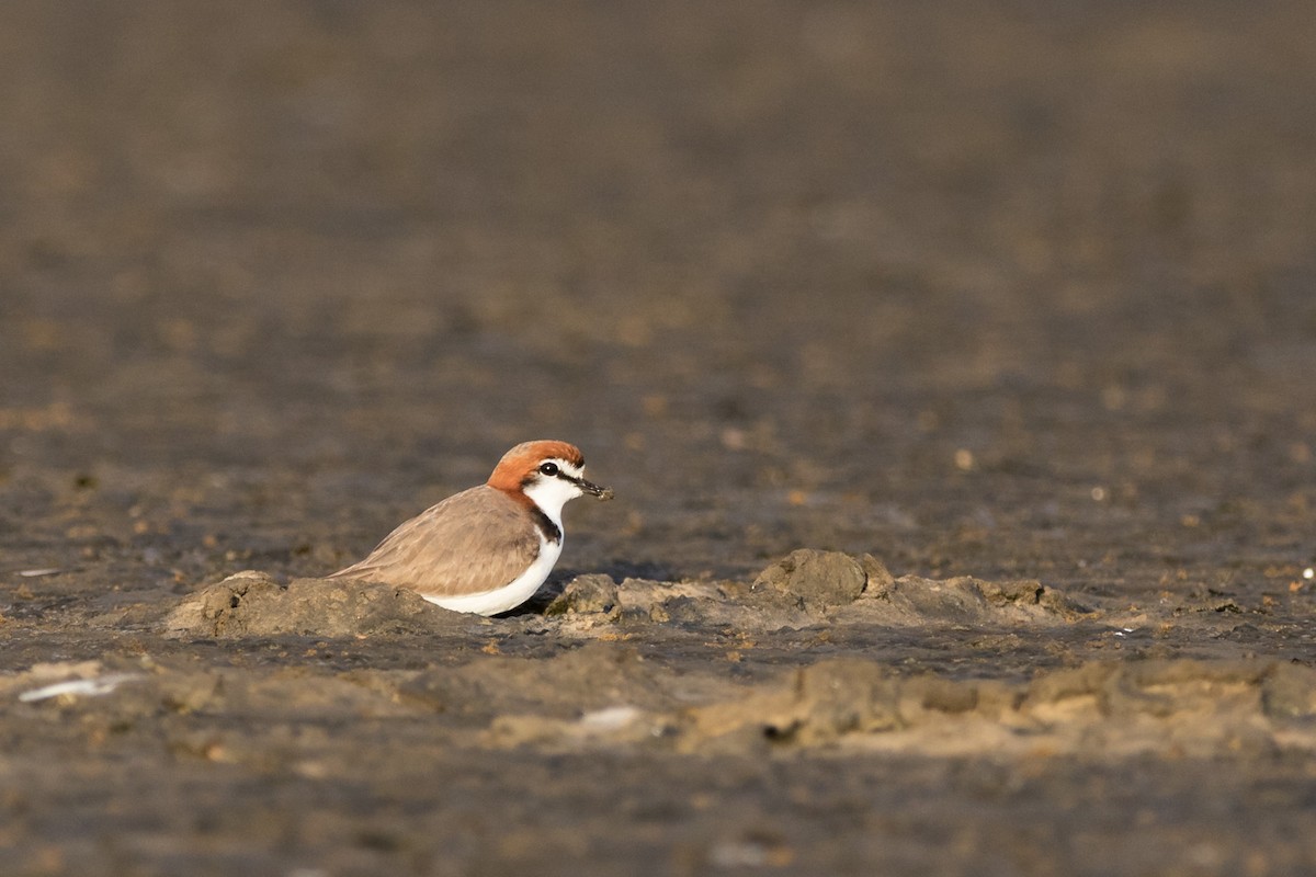 Red-capped Plover - ML52688531