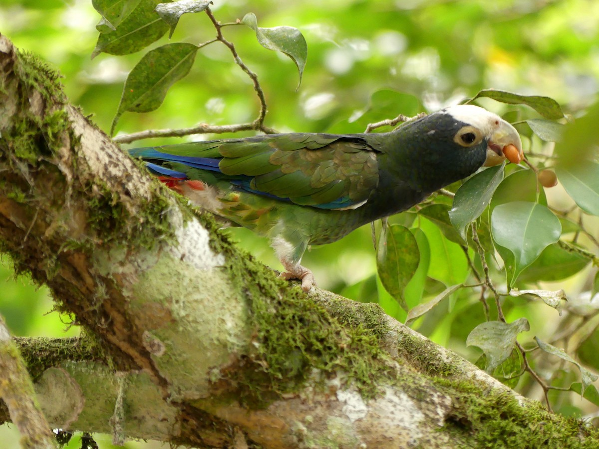 White-crowned Parrot - Guy RUFRAY