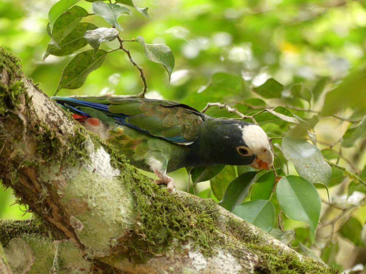 White-crowned Parrot - ML526885321