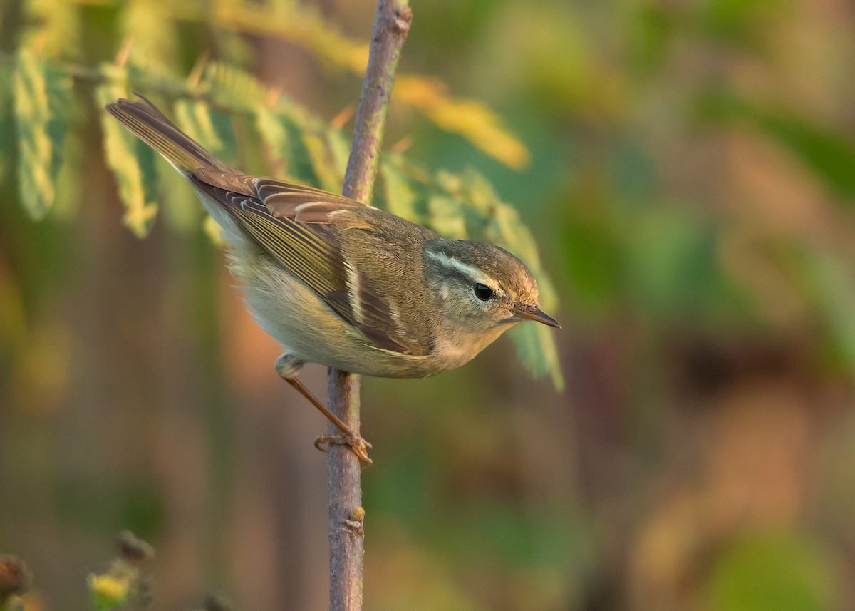 Yellow-browed Warbler - ML526891251