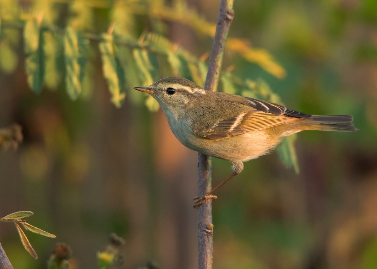 Yellow-browed Warbler - ML526891261