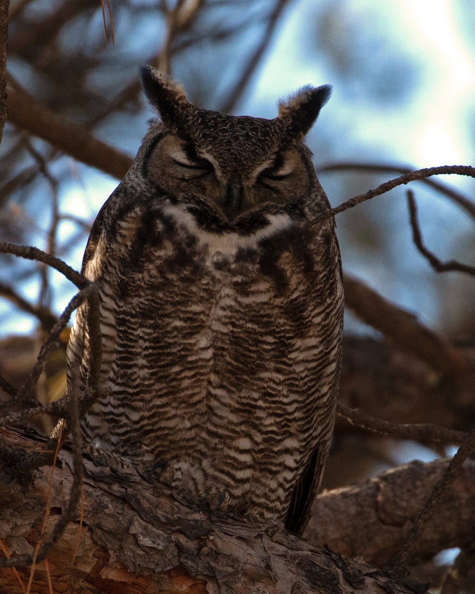 Great Horned Owl - ML526895291