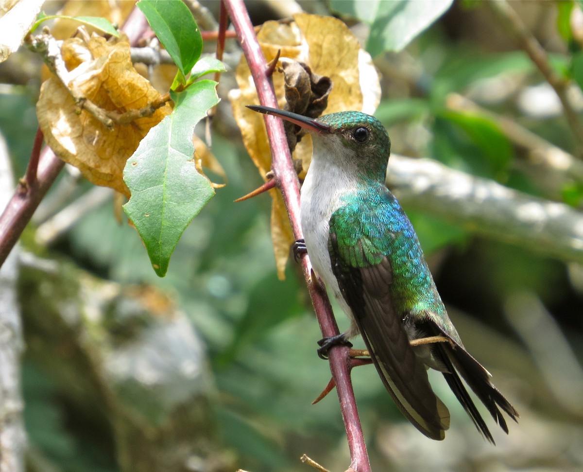 Violet-bellied Hummingbird - Adam Dudley