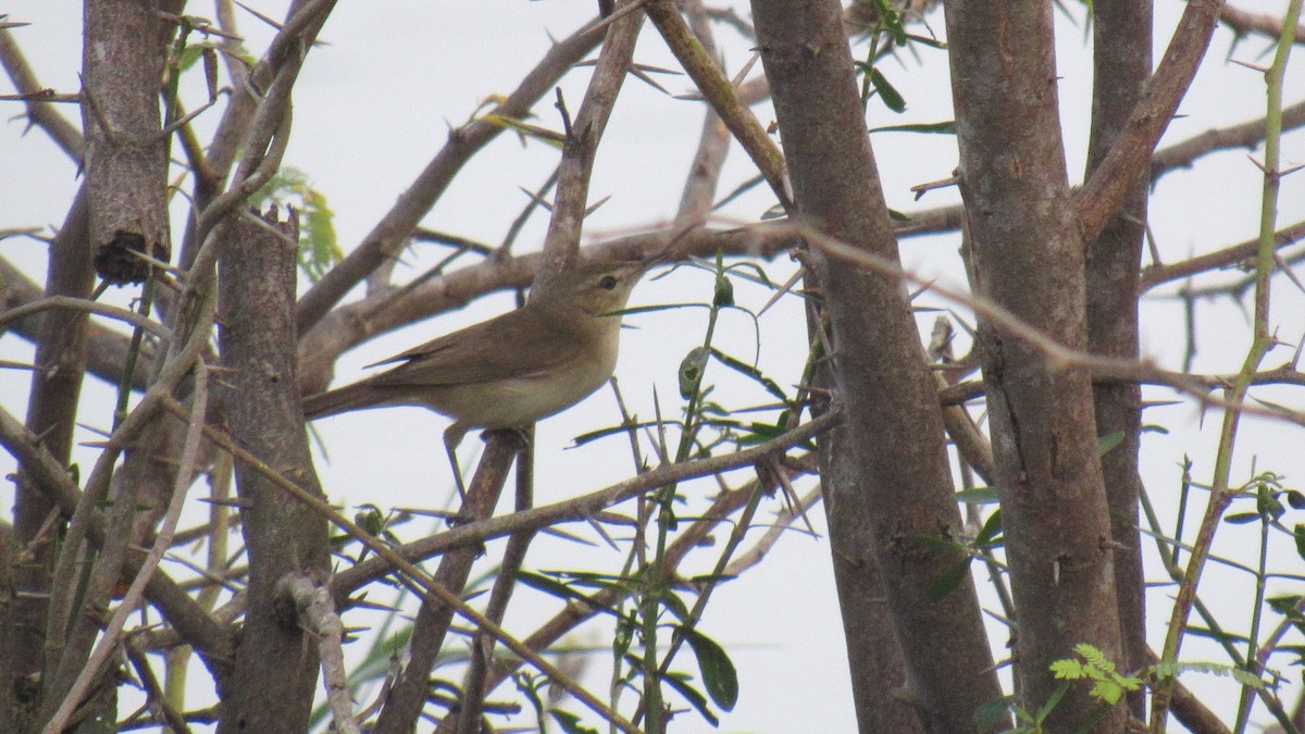 Booted/Sykes's Warbler - ML526899111