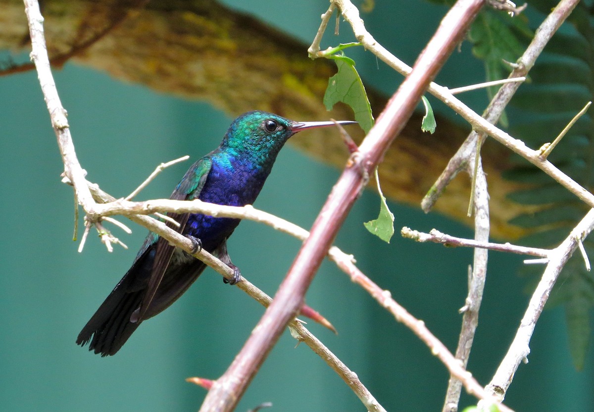 Violet-bellied Hummingbird - ML52689921