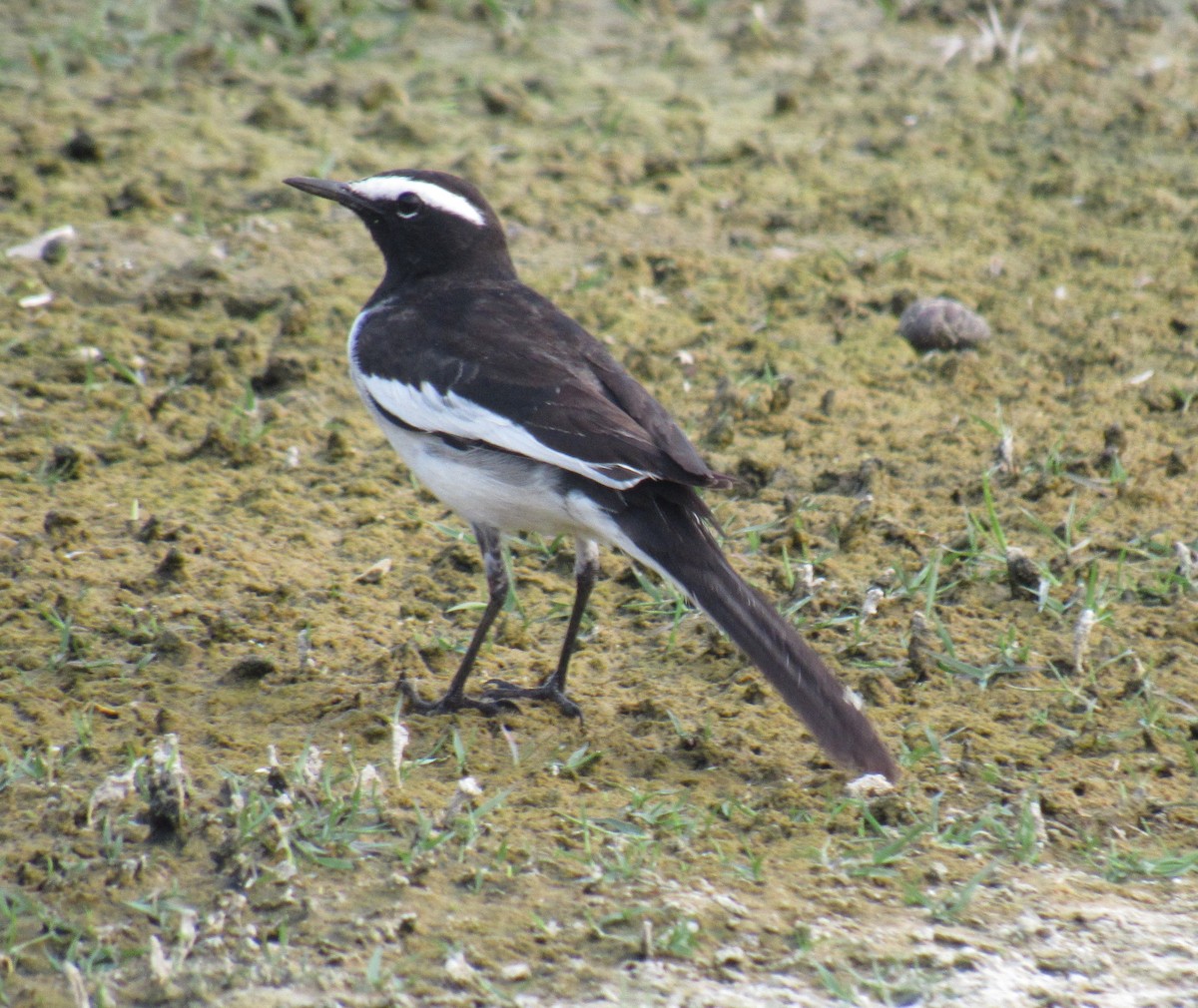 White-browed Wagtail - ML526899491