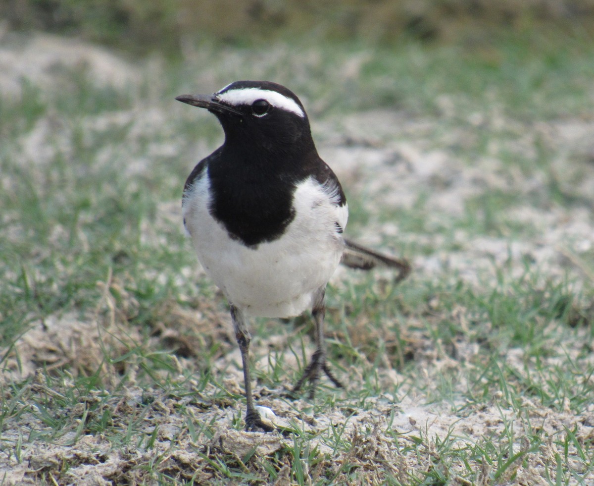 White-browed Wagtail - ML526899521