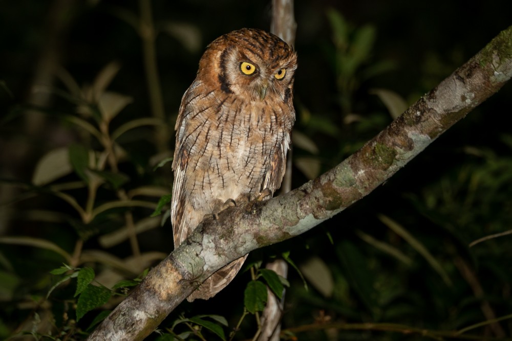 Tropical Screech-Owl - ML526901911