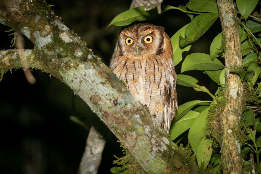 Tropical Screech-Owl - ML526901921