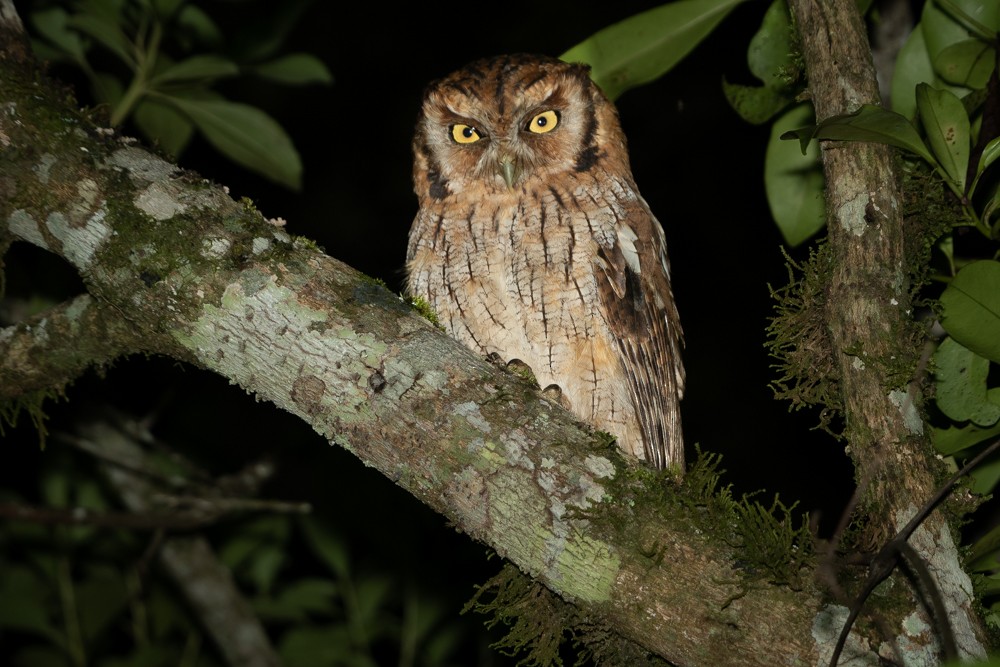 Tropical Screech-Owl - ML526901931