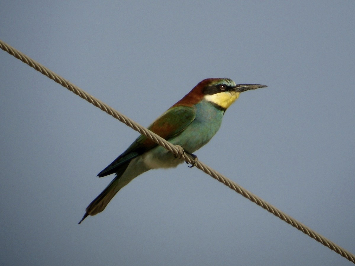 European Bee-eater - ML526903961