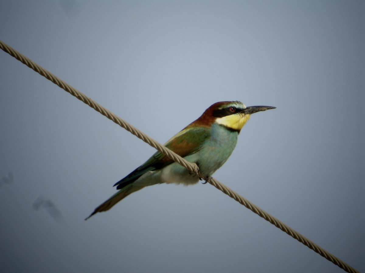 European Bee-eater - ML526903971