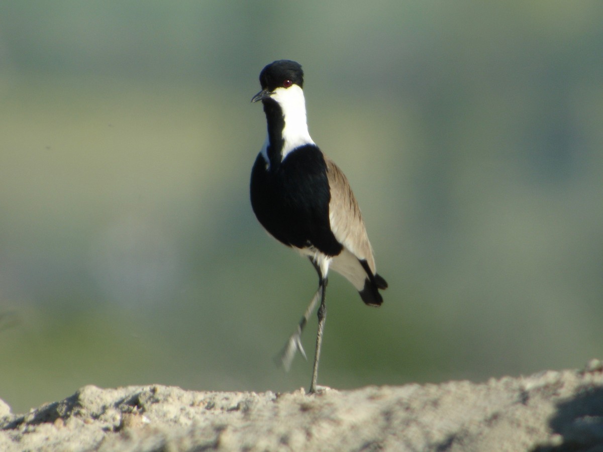 Spur-winged Lapwing - ML526905141
