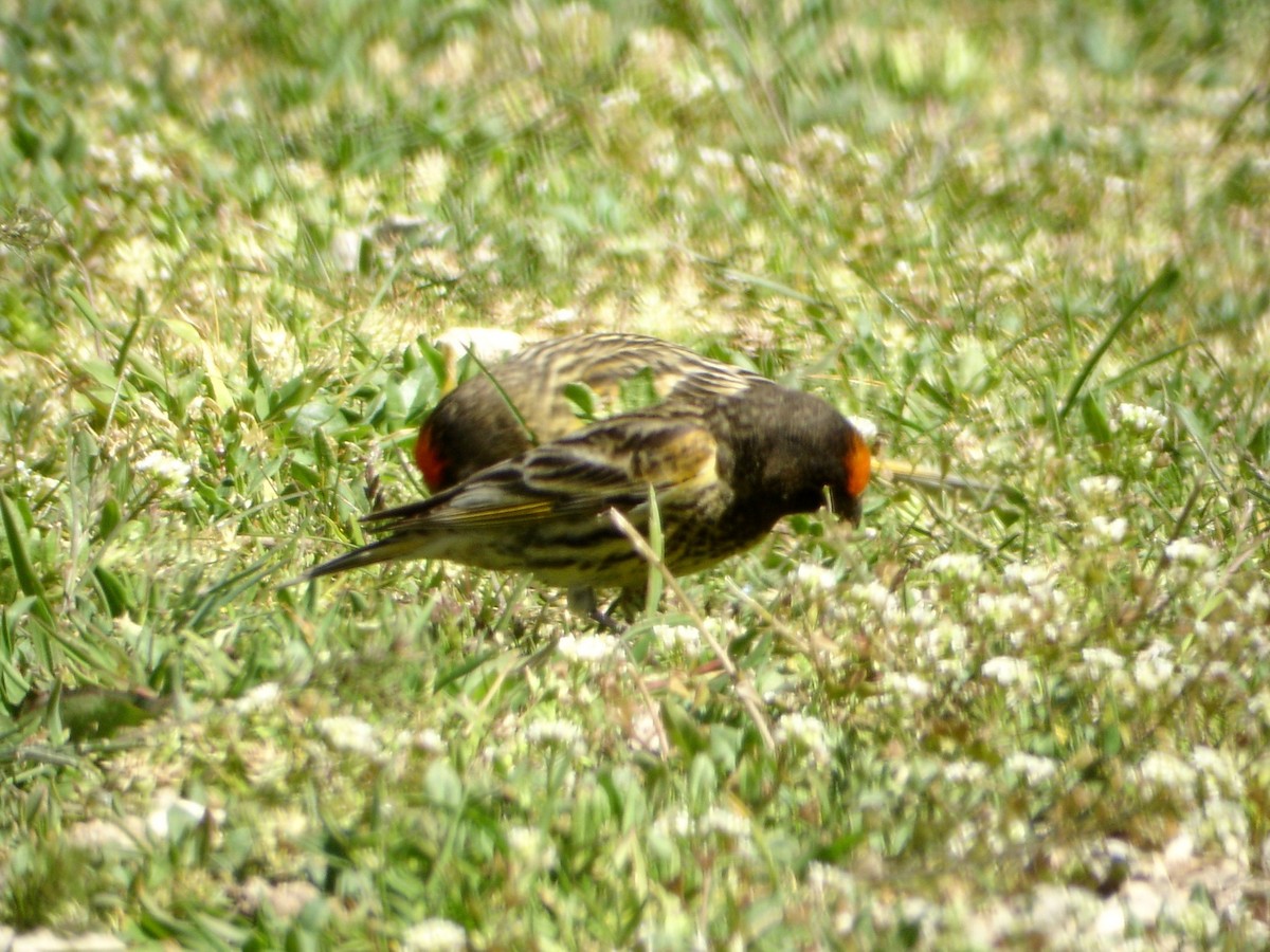 Fire-fronted Serin - ML526906351