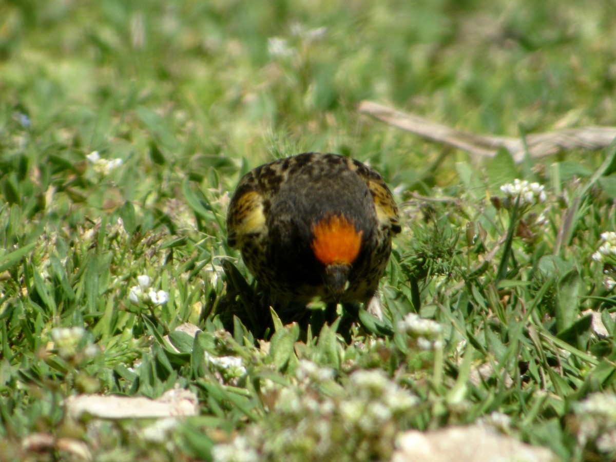 Fire-fronted Serin - ML526906361