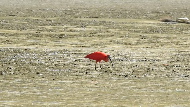 ibis rudý - ML526911951