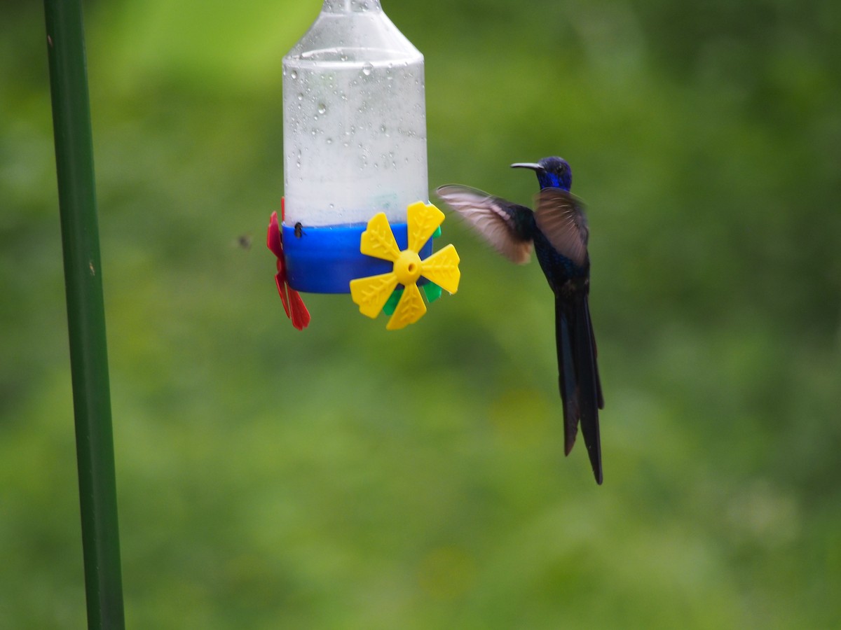 Swallow-tailed Hummingbird - ML52691751