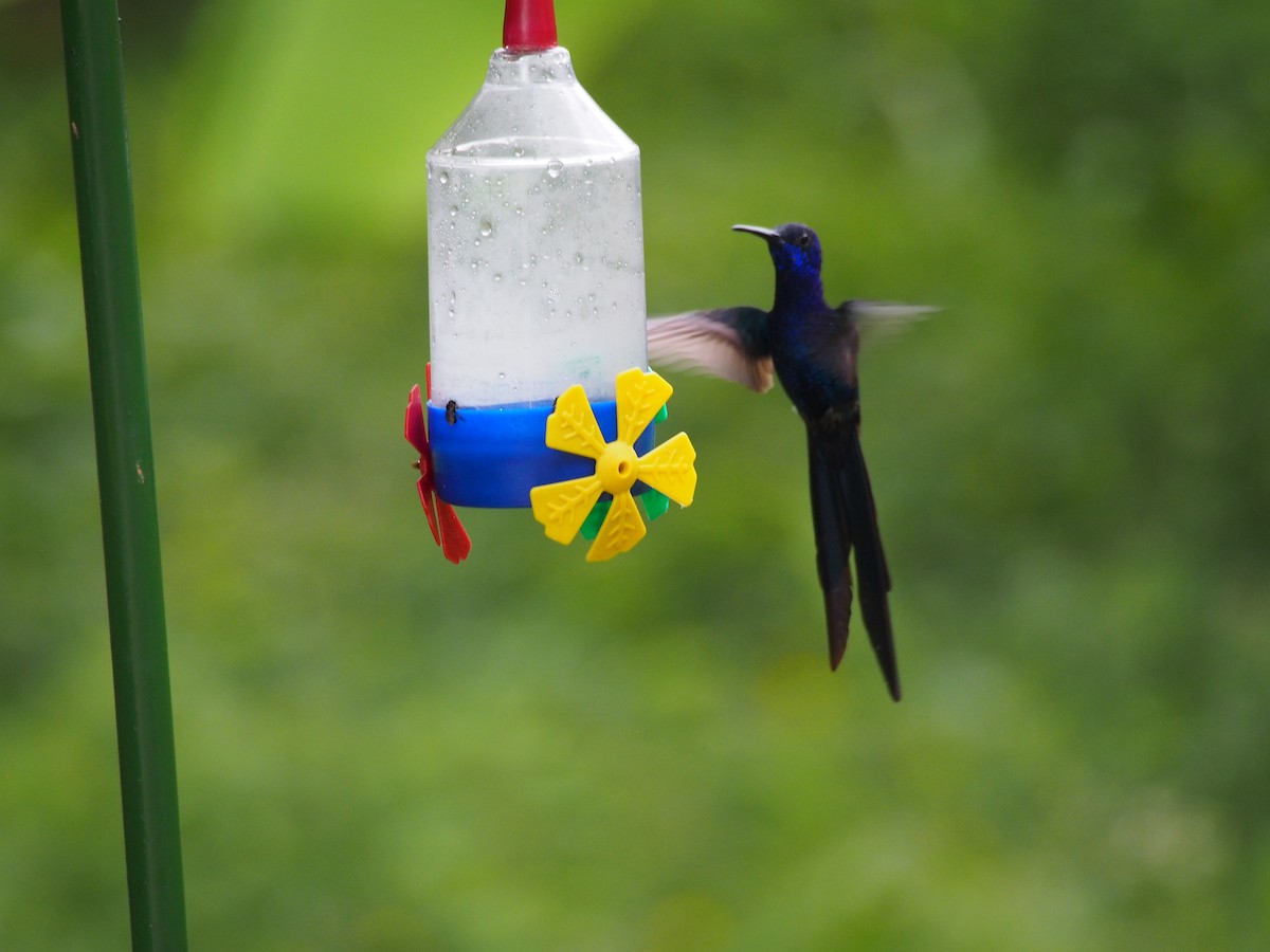 Swallow-tailed Hummingbird - ML52691811