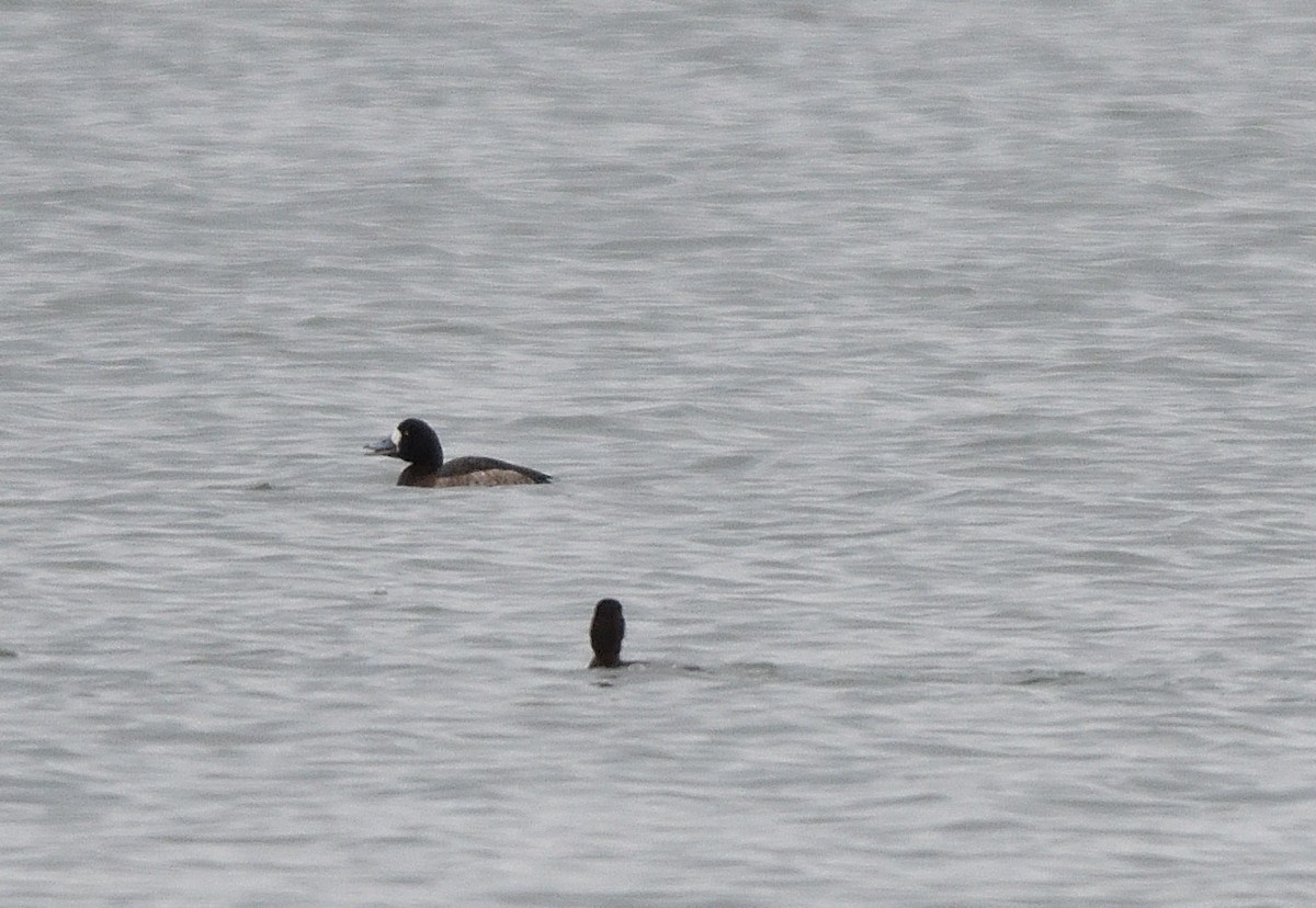 Greater Scaup - ML526919921