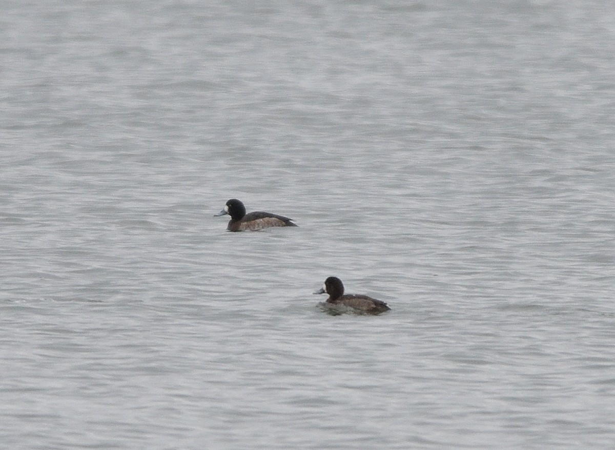 Greater Scaup - ML526919931