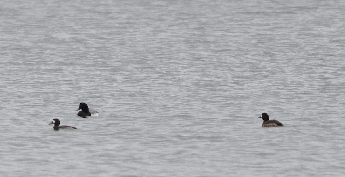 Greater Scaup - ML526919941