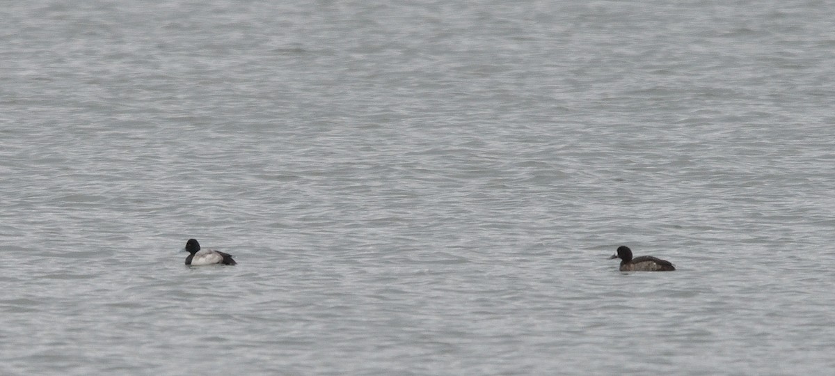 Greater Scaup - ML526919951