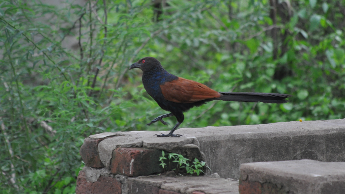 Greater Coucal - ML526922131