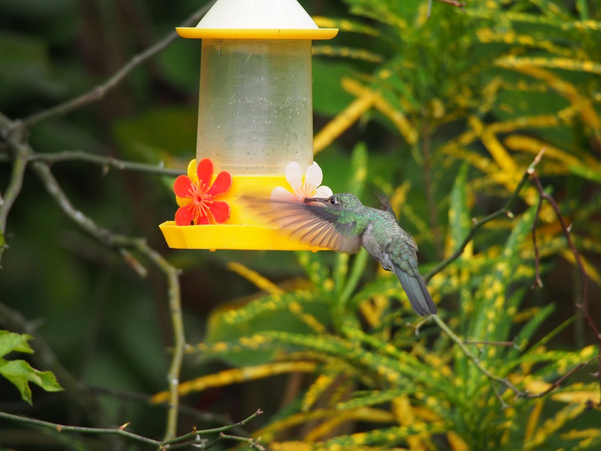 Sombre Hummingbird - ML52692481