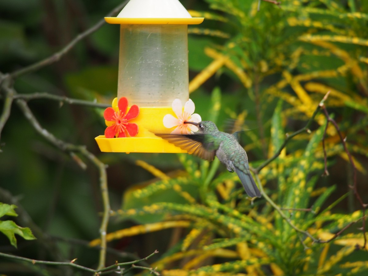 Sombre Hummingbird - ML52692501