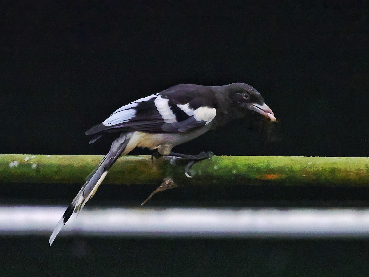 White-winged Magpie (Gray-tailed) - ML526927201