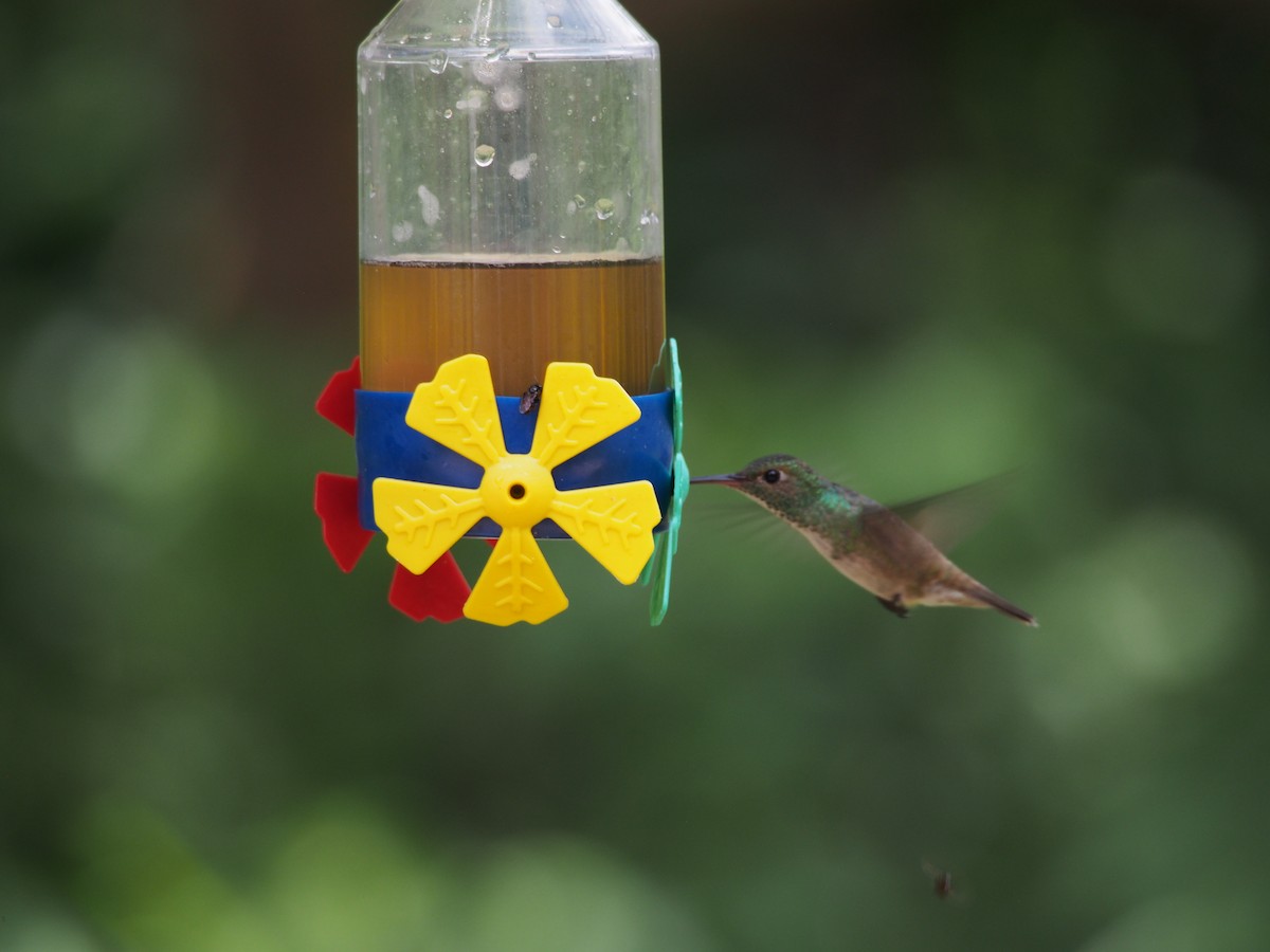 kolibřík pestrý - ML52692771