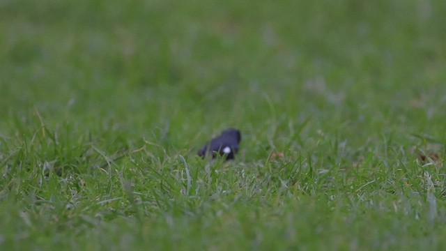 Black-throated Blue Warbler - ML526927741
