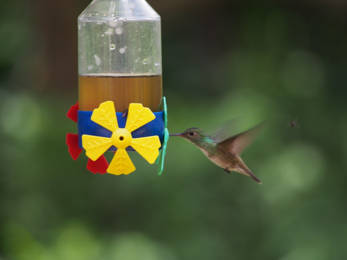 kolibřík pestrý - ML52692791