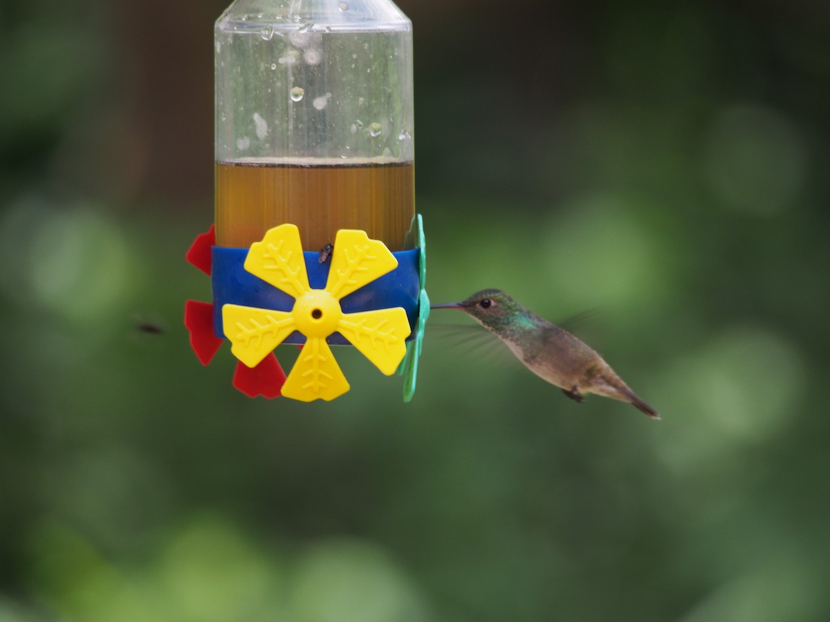 kolibřík pestrý - ML52692801