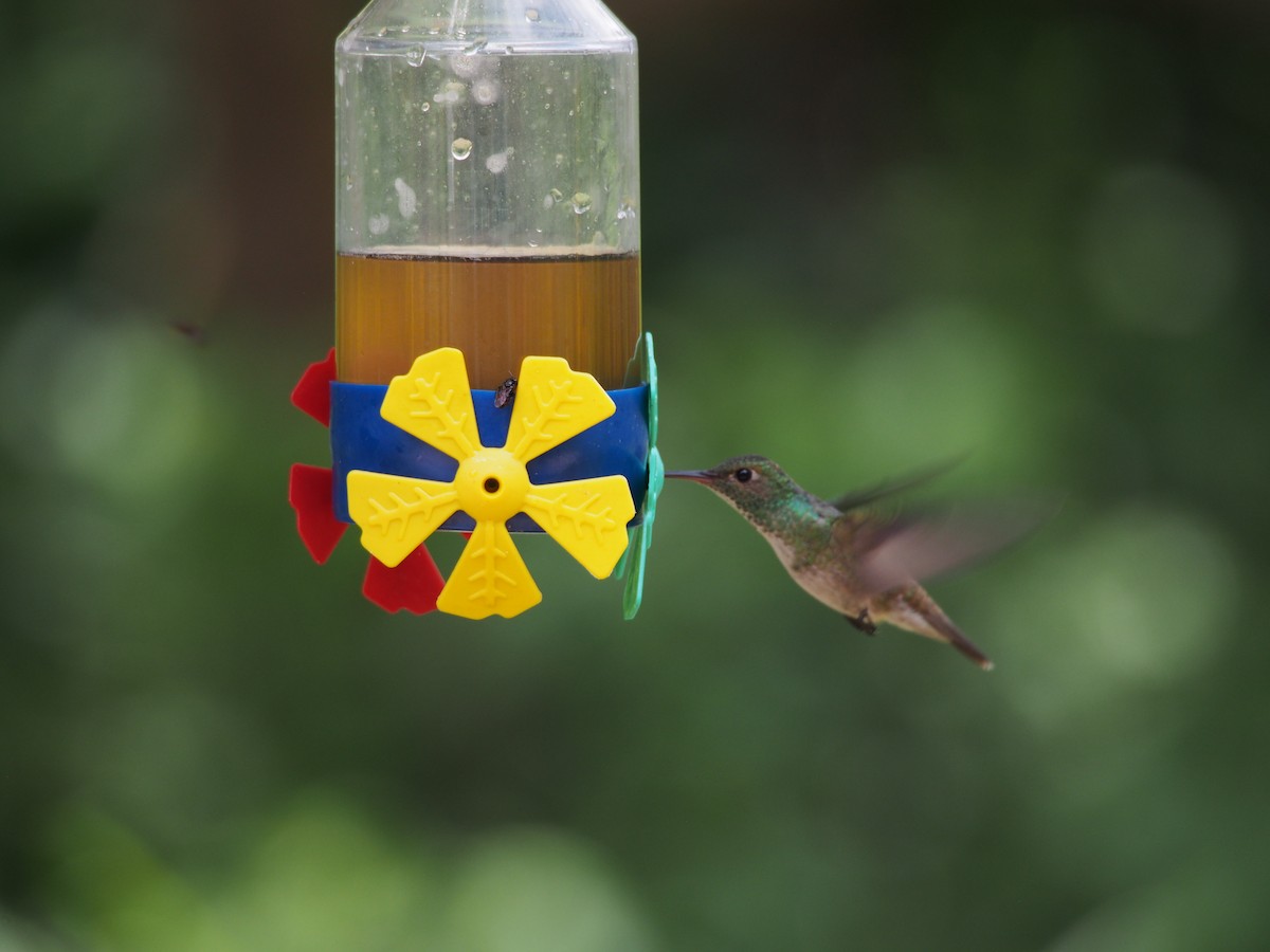 kolibřík pestrý - ML52692811