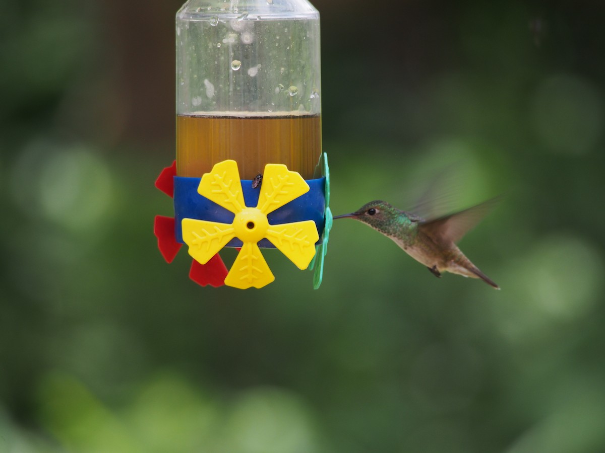 kolibřík pestrý - ML52692821
